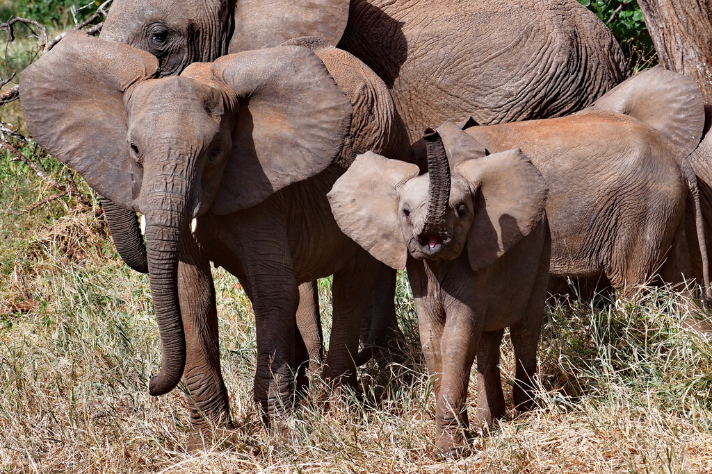 Tarangire NP